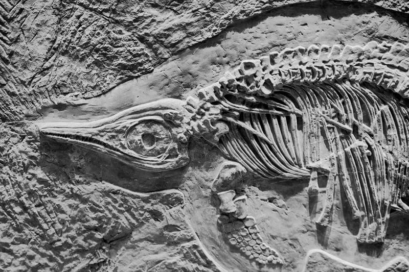 Inside The Excavation Of A 230 Million-Year-Old Dinosaur Fossil