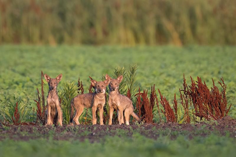 Tracking Wolves In The Wild