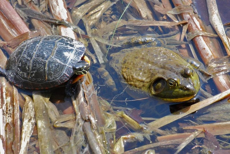 A Frog That Can Eat Baby Turtles