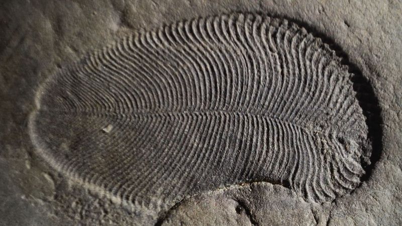 Traces Of Cholesterol Confirm Dickinsonia's Animal Status