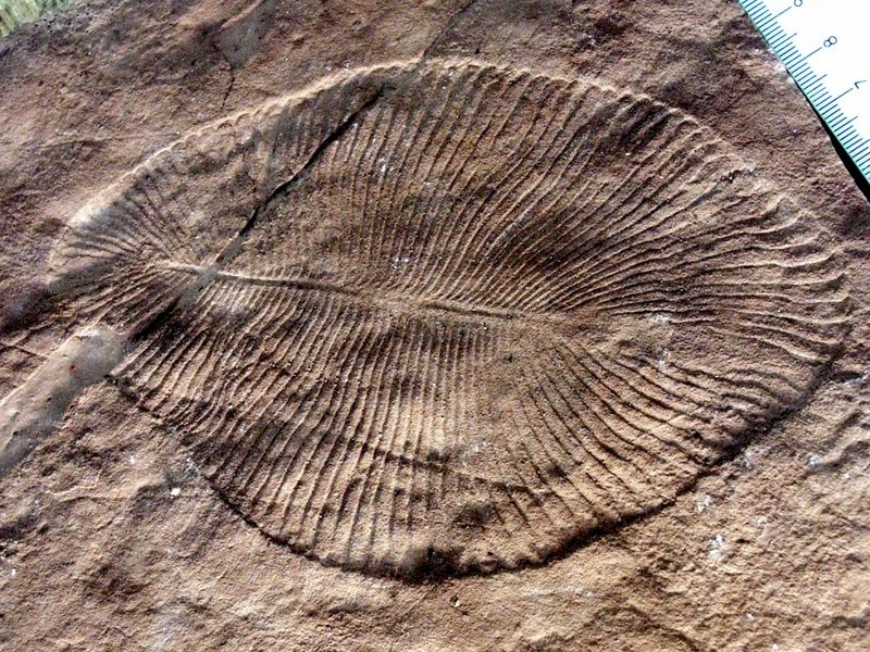 The Significance Of Bilateral Symmetry In Early Animals