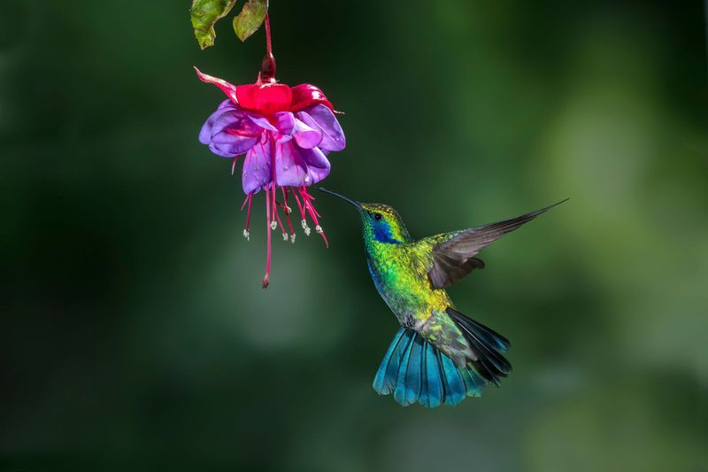 The Lifespan Of A Hummingbird: What You Need To Know