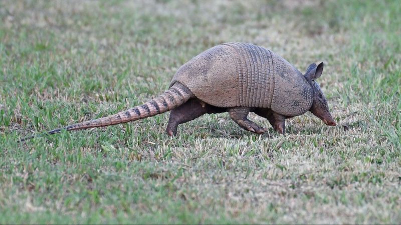 How Warmer Winters Are Opening The Door For Armadillos