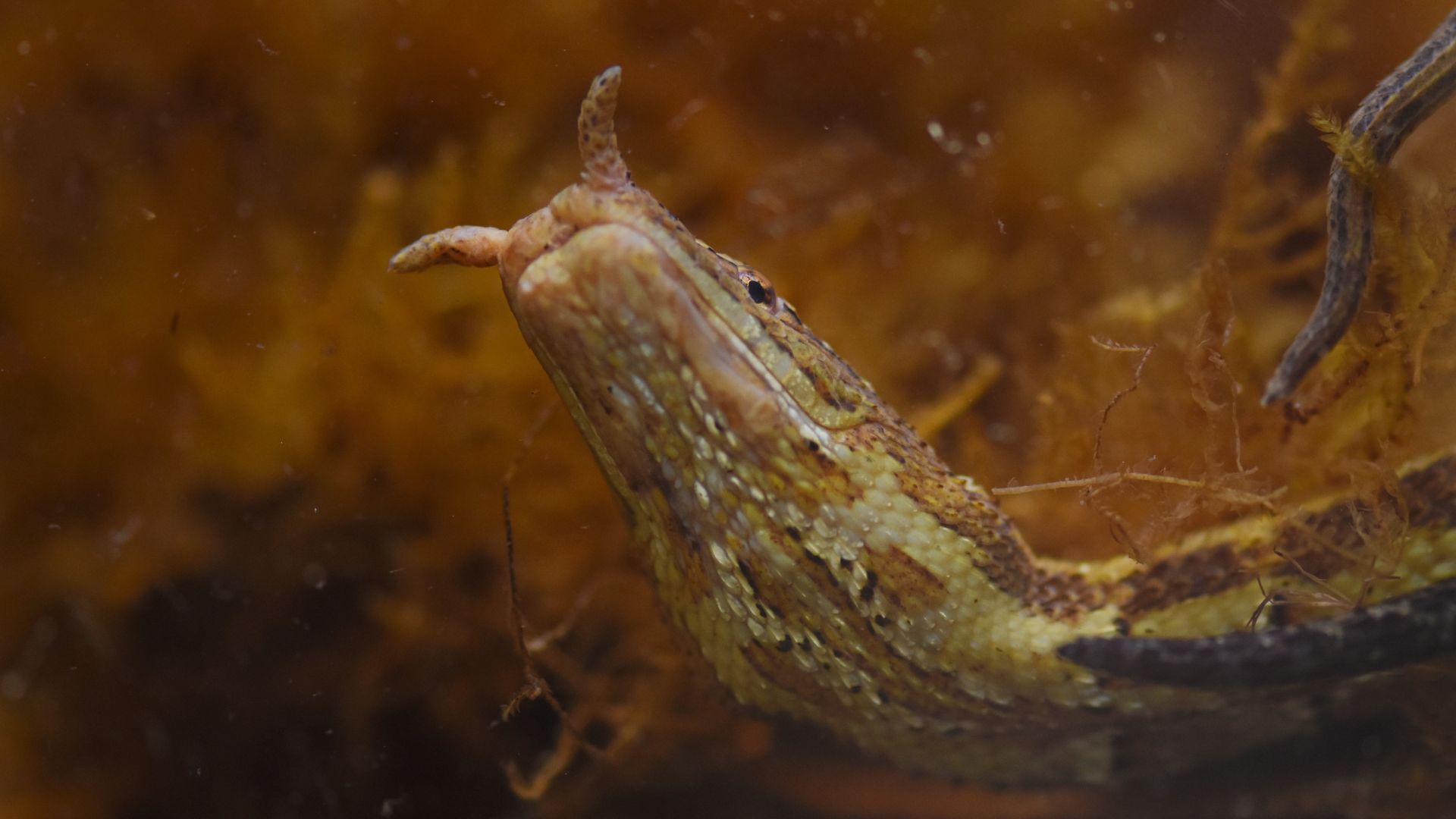 What Makes The Tentacled Snake One Of Nature’s Oddities