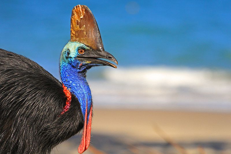 The Birds And Reptiles Clue