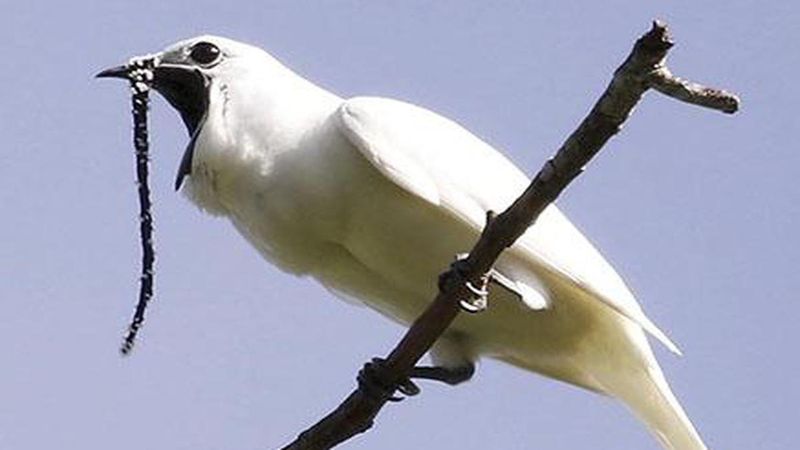 Why Males Sing So Loudly – Even At A Cost