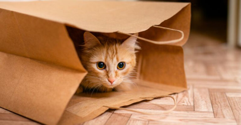 What The 3-3-3 Rule Means For Your New Cat’s Adjustment Period