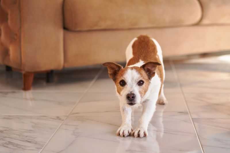 Understanding The 3-3-3 Rule And Its Impact On Your Dog's Adjustment