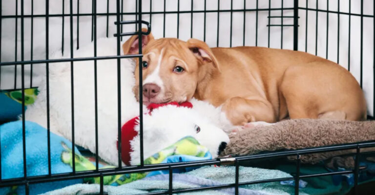 What The 3-3-3 Rule Means For Your New Dog’s Adjustment Period