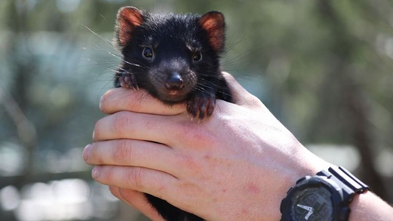 The Challenges Of Reintroducing Tasmanian Devils To The Wild