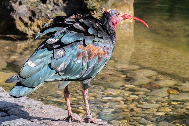 Can The Northern Bald Ibis Truly Survive The 21st Century