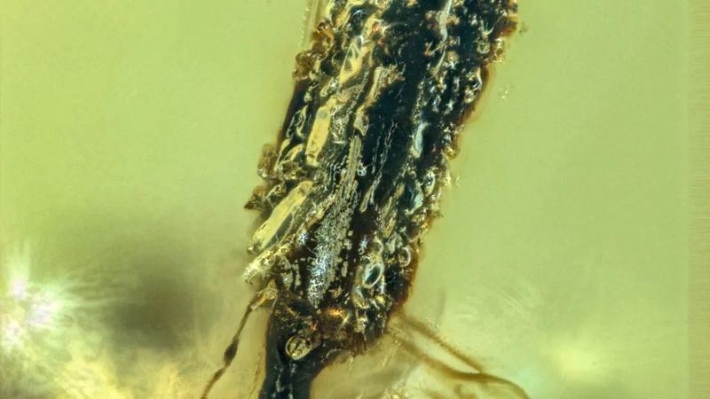 Insights Into Ancient Ecosystems And The Life Of Insects From The Cretaceous Period