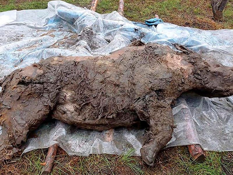 The Role Of Permafrost In Preserving Ancient Species