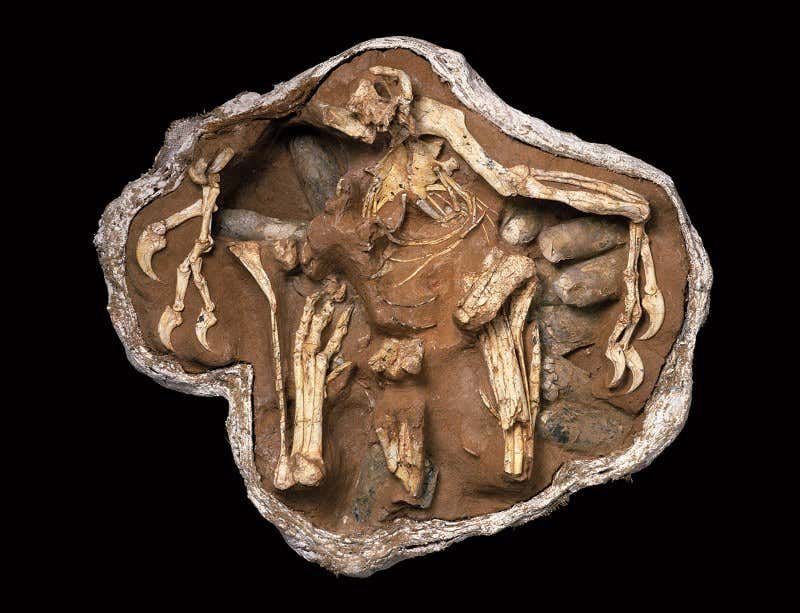 Insights Into Dinosaur Evolution And The Bird Connection