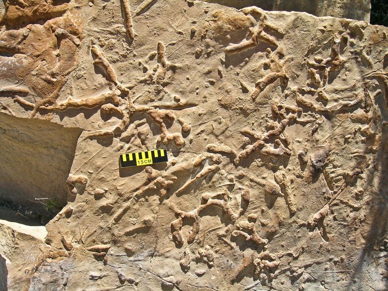 Exploring The Impact Of Flooding On Dinosaur Fossil Deposits