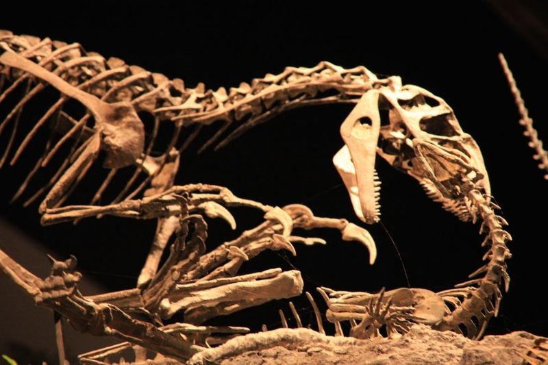 How The Discovery Offers Insights Into Dinosaur Healing Abilities