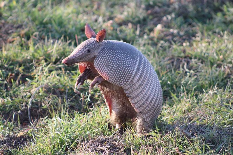 What To Do (And Not Do) If You See An Armadillo Nearby