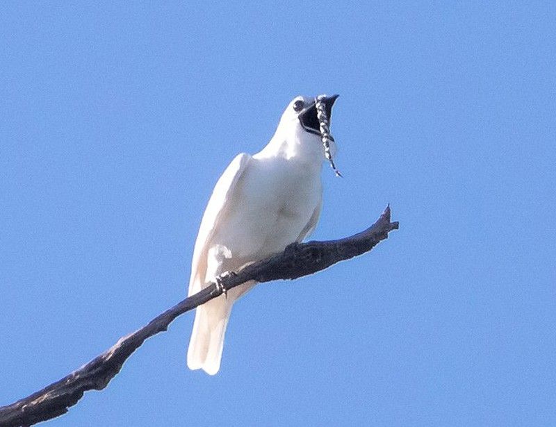 Comparing Bellbirds To Other Loud Animals