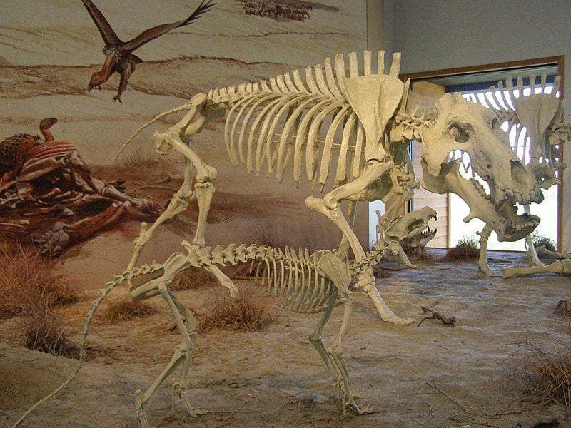 Fossil Clues Reveal Their Fierce Behavior