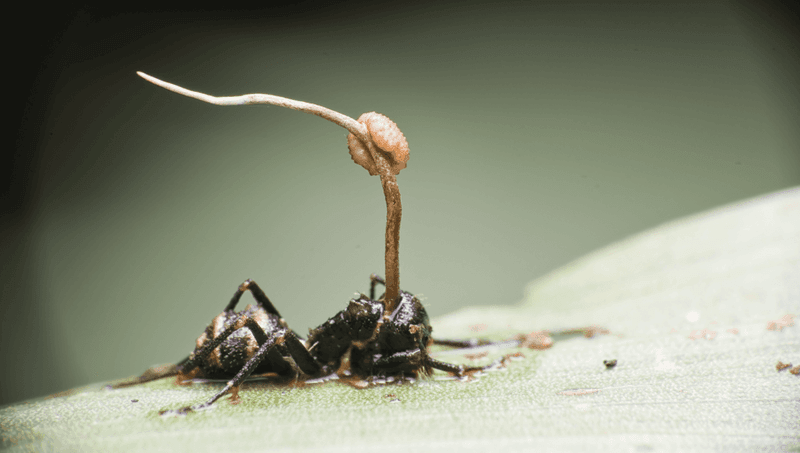 Unveiling The Evolution Of Zombie Fungi Through Fossils