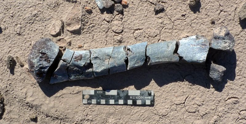 The Importance Of Fossil Sites In Understanding Prehistoric Biodiversity