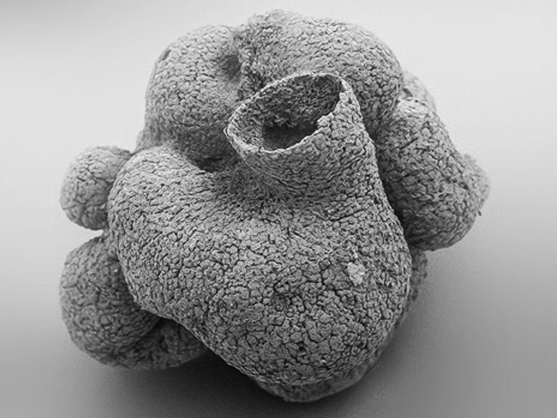 The Future Of Fossil Research And Understanding Early Life