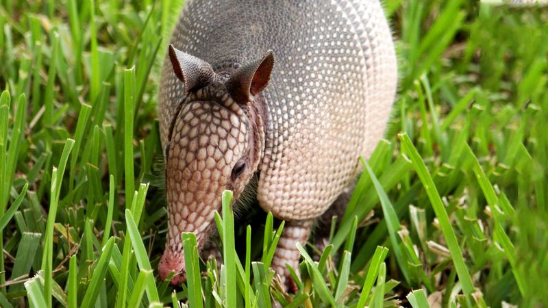 Tips For Protecting Your Lawn Without Harming Wildlife