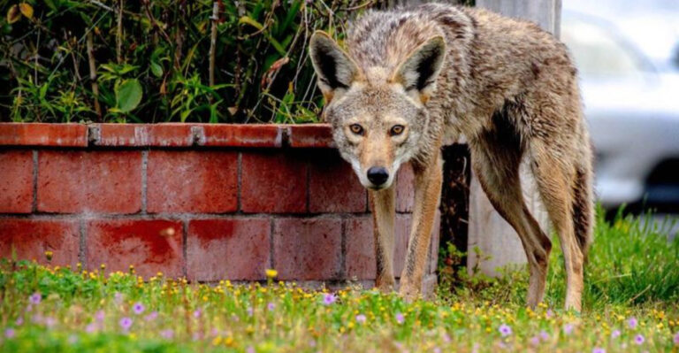 What To Do If A Coyote Shows Up In Your Yard (And How To Handle Other Wildlife Safely)