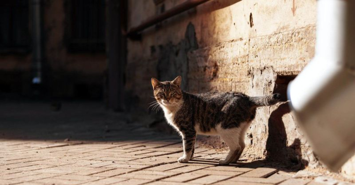 What To Do If Your Cat Runs Away