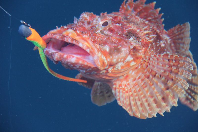 How To Hold Fish With Tough, Spiny Bodies