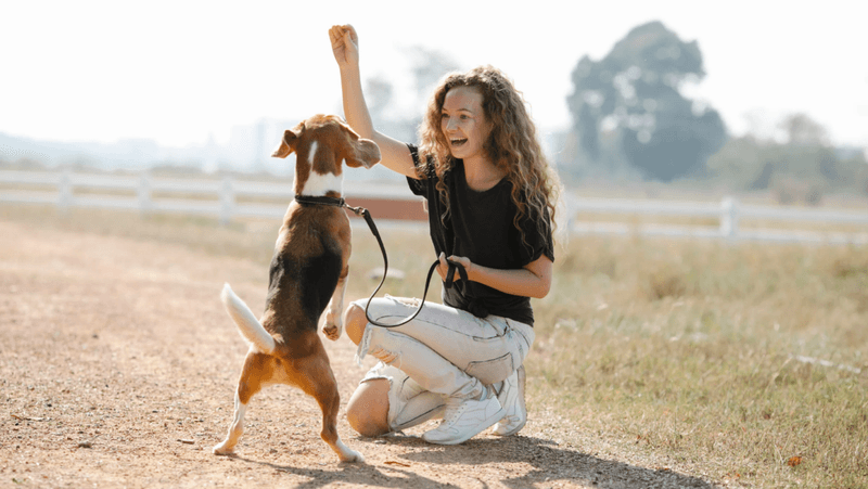 The 3-3-3 Rule: How To Support Your Dog Through Each Transition Phase