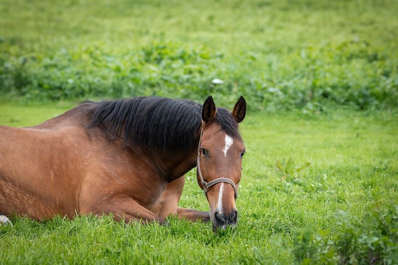 How To Tell If Your Horse Is Relaxed Or Anxious