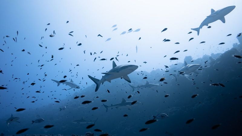 How Playing Dead Became A Quirk Of The Past For Some Sharks And Rays