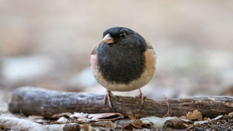 Unveiling The Link Between Vegavis Iai And Today’s Birds