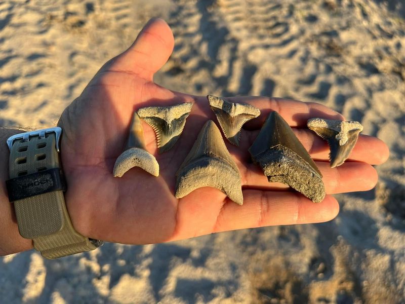The Bone Valley Formation Reveals An Ancient Shark Paradise