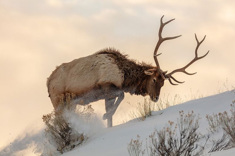 The Role Of Herd Instincts