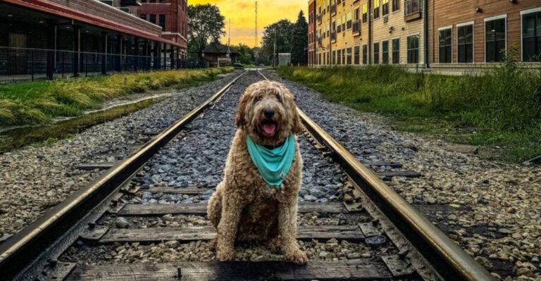 Where Are The Happiest Dogs In America? Vets Reveal Surprising Truth