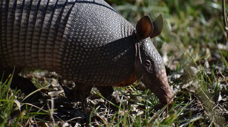 What Their Arrival Could Mean For Local Wildlife And Gardens