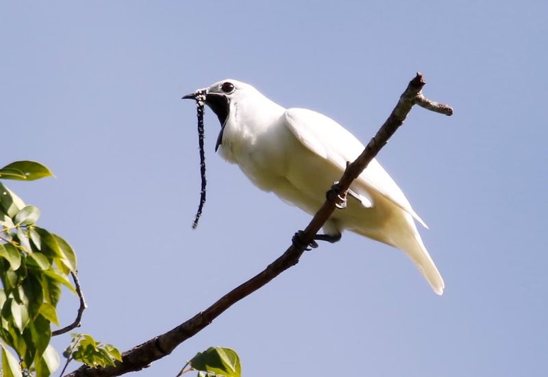 What Their Mating Rituals Reveal About Evolution