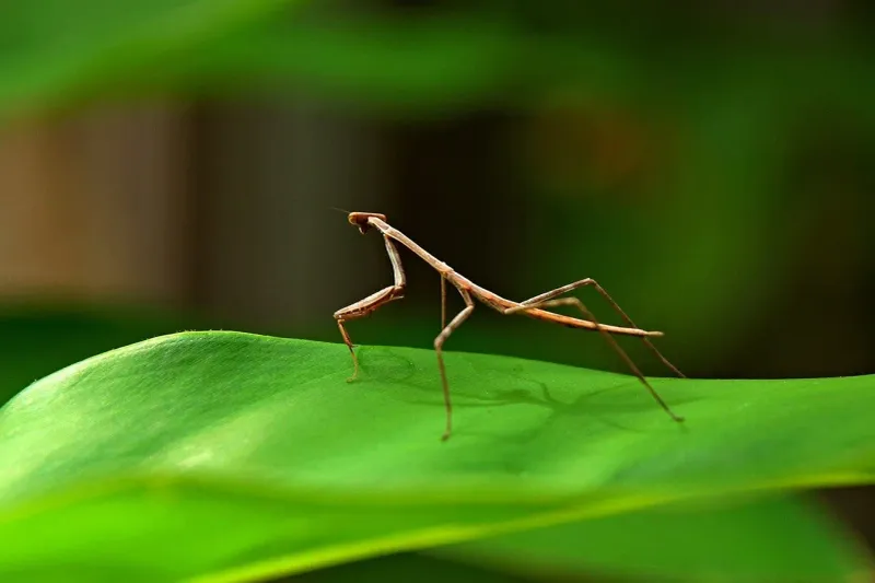 Sociable Stick Insects