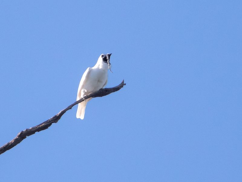 Habitat Loss Threatens Their Survival