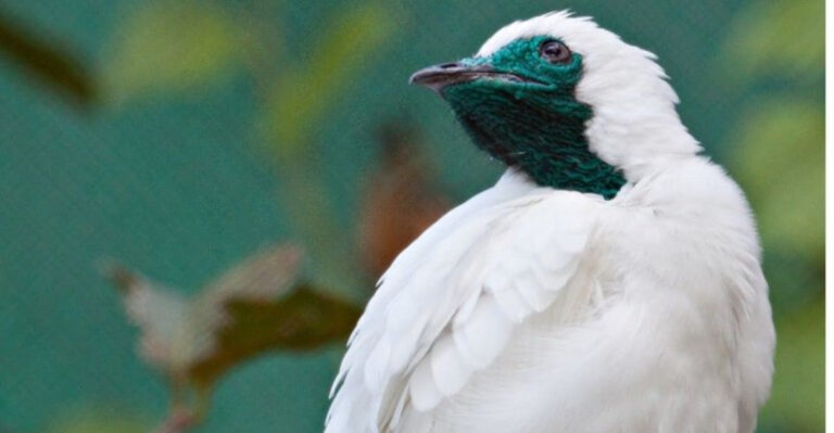 White Bellbird Populations Are Slowly Decreasing, Here’s What We Need To Know