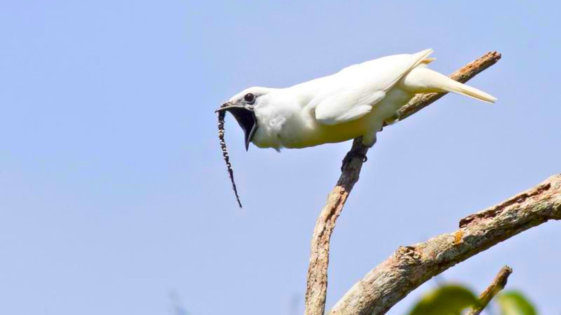 White Bellbirds’ Loud Calls Are So Intense They Can Cause Hearing Damage To Their Mates