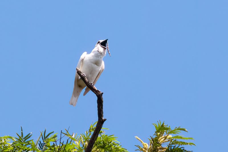 Meet The White Bellbird And Its Record-Breaking Voice