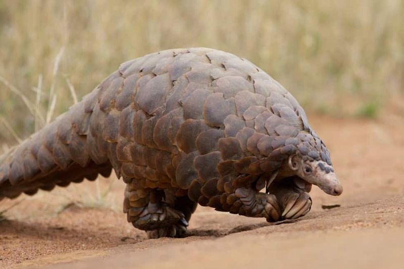 Giant Ground Pangolin (Smutsia gigantea)