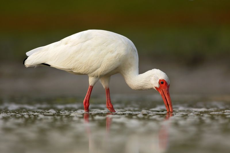 White Ibis