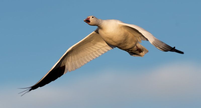 Snow Goose