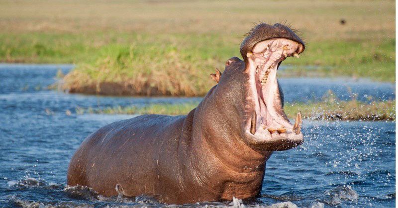 Hippopotamus