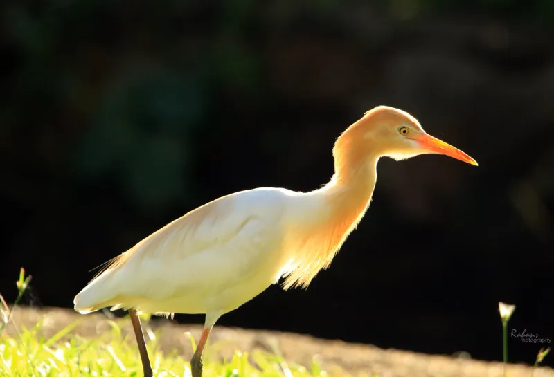 Cattle Egret