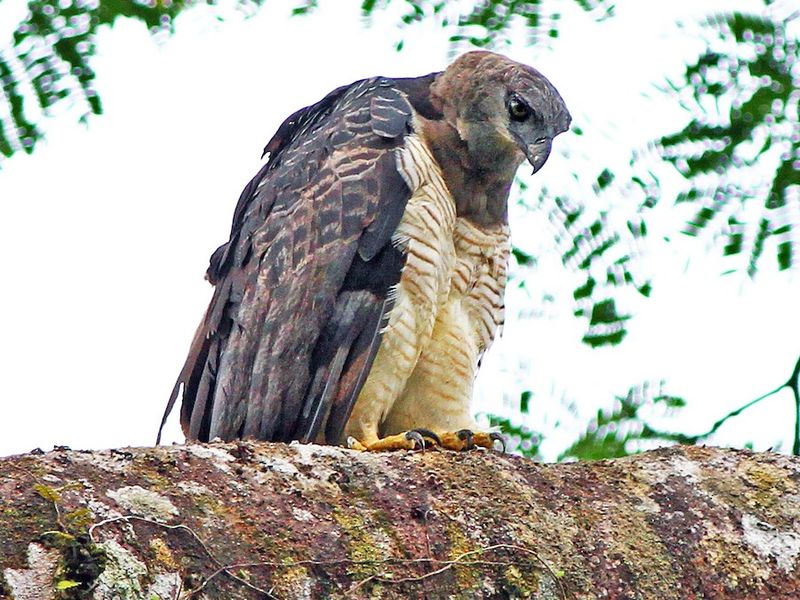 Crested Eagle